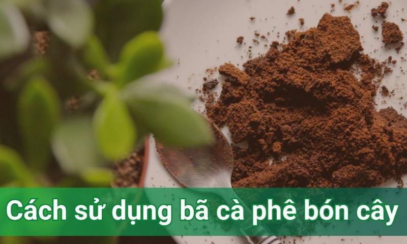 Ủ bã cà phê làm phân bón hữu cơ cho cây trồng trong vườn nhà